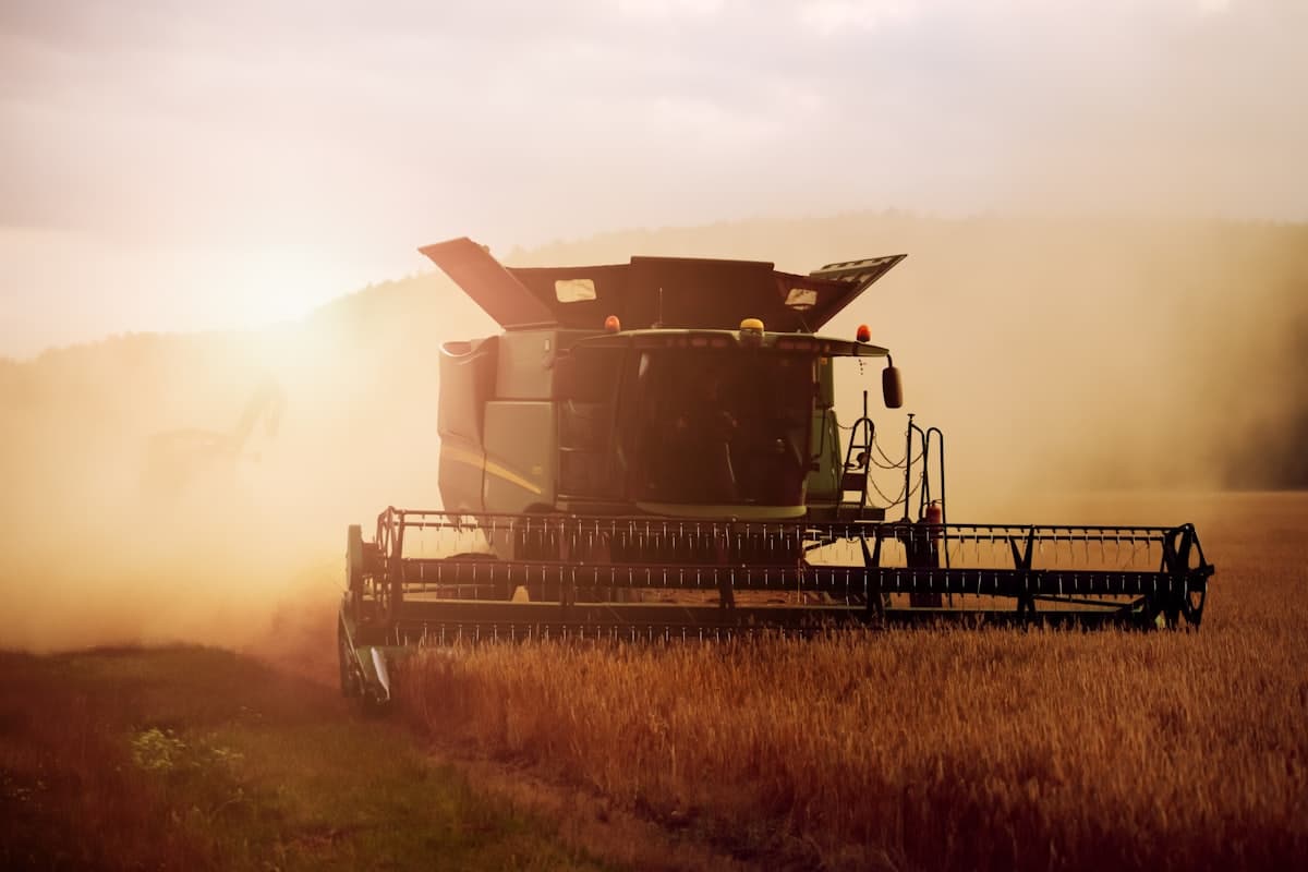 Cosecha de trigo al atardecer con la cosechadora en el campo